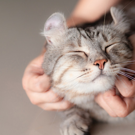 Maullido gato