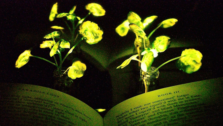 Lámparas vegetales: cómo te ayudan a ahorrar energía - ÓN
