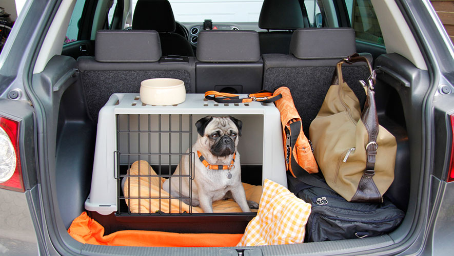 Normas de seguridad para viajar con tu perro-ÓN