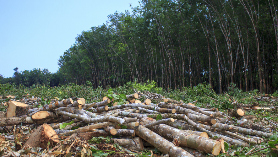 Cómo la Inteligencia Artificial puede controlar la deforestación ilegal – ÓN