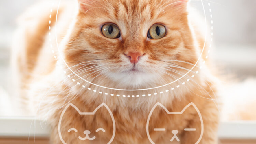 Crean una app que te permite conocer qué le pasa a tu gato – ÓN